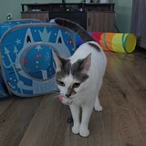 Entry image for Bella