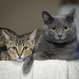 Entry image for Kenny and Timmy