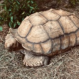 Entry image for Gamera