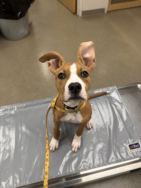 Entry image for Mija. Clicking this image will show a larger photo