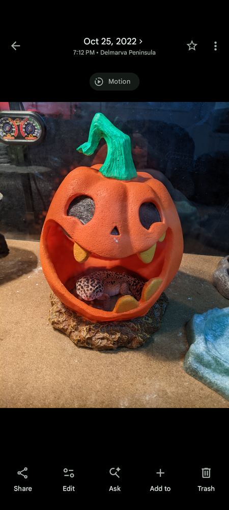Entry image for Poki. Clicking this image will show a larger photo