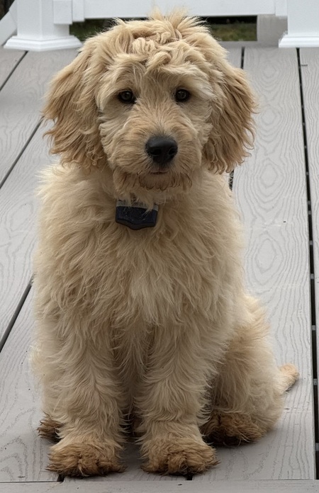 Entry image for Ranger. Clicking this image will show a larger photo