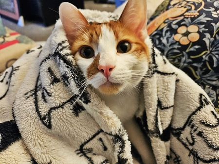 Entry image for Archie. Clicking this image will show a larger photo