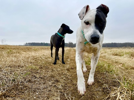 Entry image for Stella & Bonita. Clicking this image will show a larger photo
