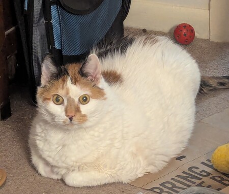 Entry image for Bobo. Clicking this image will show a larger photo