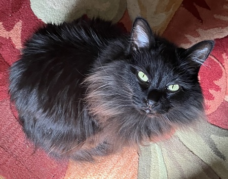 Entry image for Yzma. Clicking this image will show a larger photo