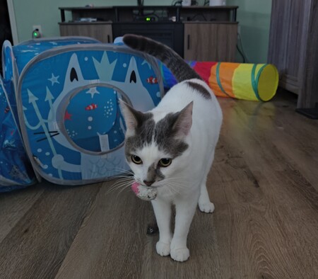 Entry image for Bella. Clicking this image will show a larger photo