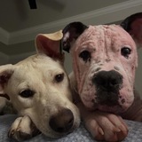 Entry image for Wallace & Dino  “Foster Brothers”