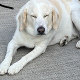 Entry image for Bailey