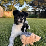Entry image for Poppy Vincent