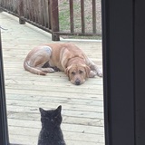 Entry image for Not my cat not my dog