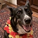 Entry image for Maggie