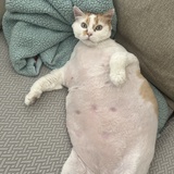 Entry image for Big Milo
