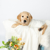 Entry image for Hank