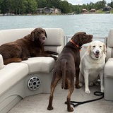 Entry image for Bella, Beau, Bailey