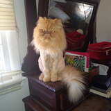 Entry image for Peanut the Lion King