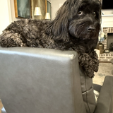Entry image for Teddy