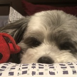Entry image for Dusty