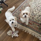 Entry image for Max & Piper