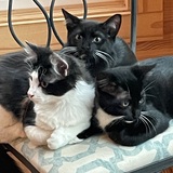 Entry image for My three guys