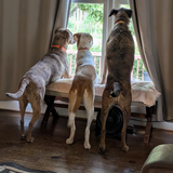 Entry image for Ranger Remy Maggie