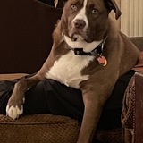 Entry image for Hank