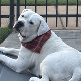 Entry image for GOOB