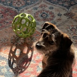 Entry image for Hazel