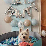 Entry image for Toby