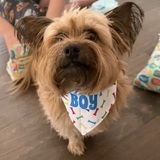 Entry image for Oliver