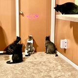 Entry image for Tigra, Cleopatra, Calvin, Claude, Chloe