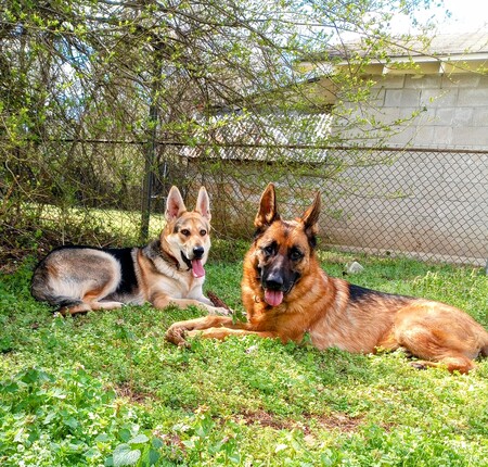 Entry image for Blaze and Sassy . Clicking this image will show a larger photo