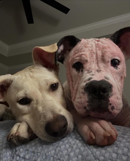Entry image for Wallace & Dino  “Foster Brothers”. Clicking this image will show a larger photo