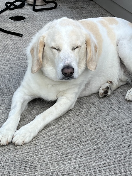 Entry image for Bailey. Clicking this image will show a larger photo