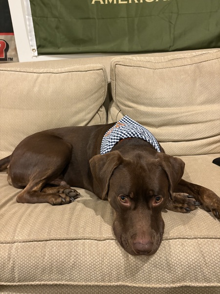 Entry image for Beau. Clicking this image will show a larger photo