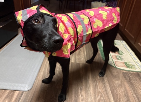 Entry image for Winnie. Clicking this image will show a larger photo