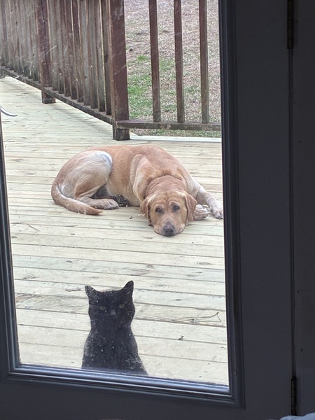 Entry image for Not my cat not my dog. Clicking this image will show a larger photo
