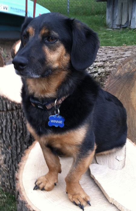 Entry image for In memory of Winnie. Clicking this image will show a larger photo