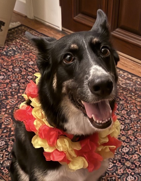 Entry image for Maggie. Clicking this image will show a larger photo