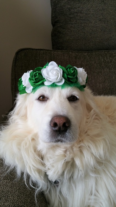 Entry image for Lucy. Clicking this image will show a larger photo