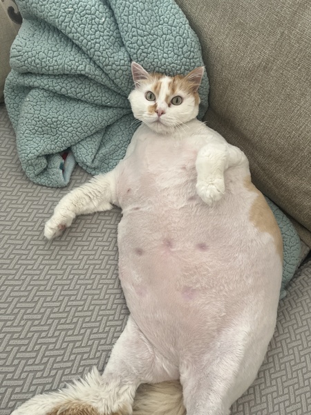 Entry image for Big Milo. Clicking this image will show a larger photo