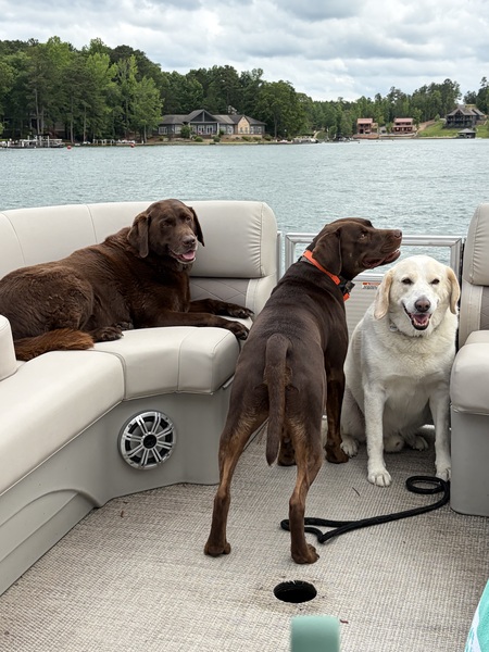 Entry image for Bella, Beau, Bailey. Clicking this image will show a larger photo