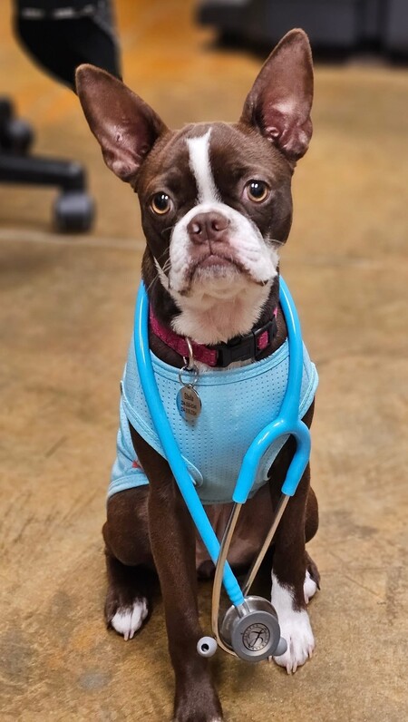 Entry image for Stella. Clicking this image will show a larger photo