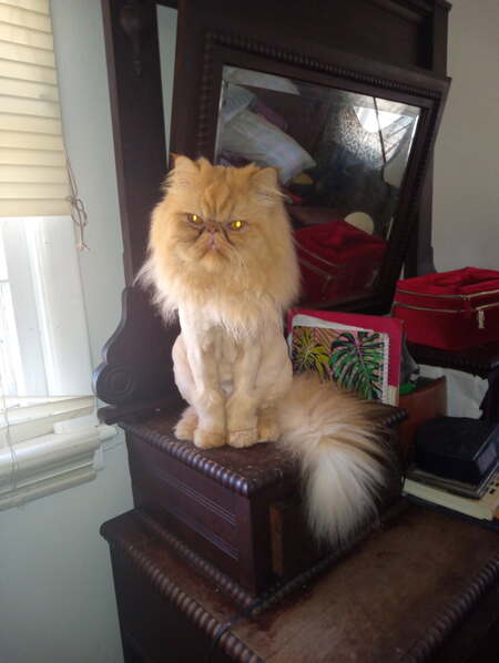 Entry image for Peanut the Lion King. Clicking this image will show a larger photo