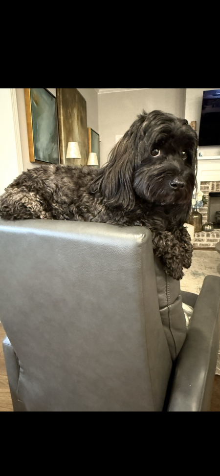 Entry image for Teddy. Clicking this image will show a larger photo
