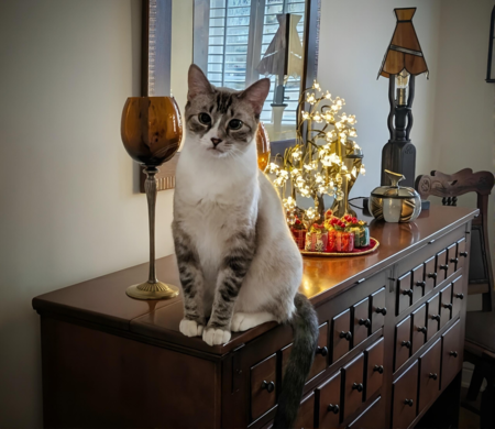Entry image for Mocha. Clicking this image will show a larger photo
