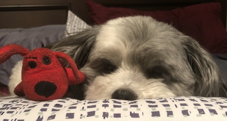 Entry image for Dusty. Clicking this image will show a larger photo