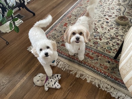 Entry image for Max & Piper. Clicking this image will show a larger photo