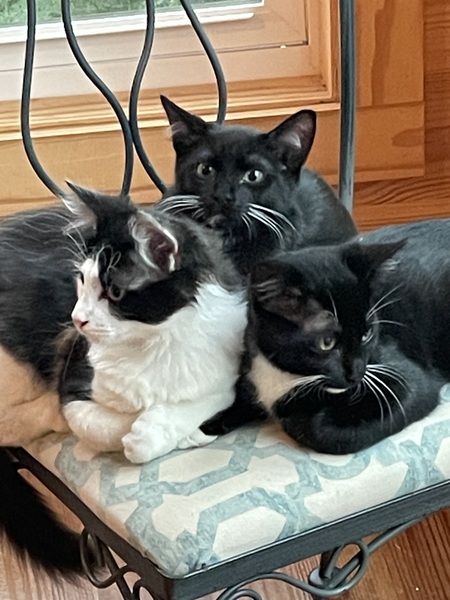 Entry image for My three guys. Clicking this image will show a larger photo