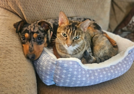 Entry image for Dapple & Berta. Clicking this image will show a larger photo